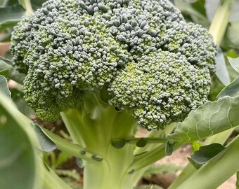 May include: A close-up of a large, green broccoli head growing in a garden. The broccoli is surrounded by green leaves.