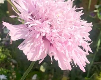 Poppy Seeds, Lilac Pompom Poppy Seed Packet,  (50 Seeds)