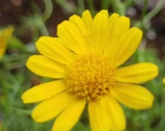 Daisy Seeds, Dahlberg Daisy Seed Packet (100 Seeds)