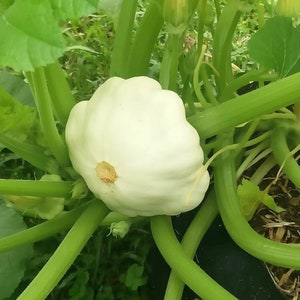 Squash Seeds, Squash Benning&#39;s Green Tint Raw Seed Packet (25 Seeds)