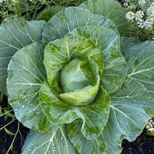 Cabbage Seeds, Brunswick Cabbage Seed Packet (50 Seeds)