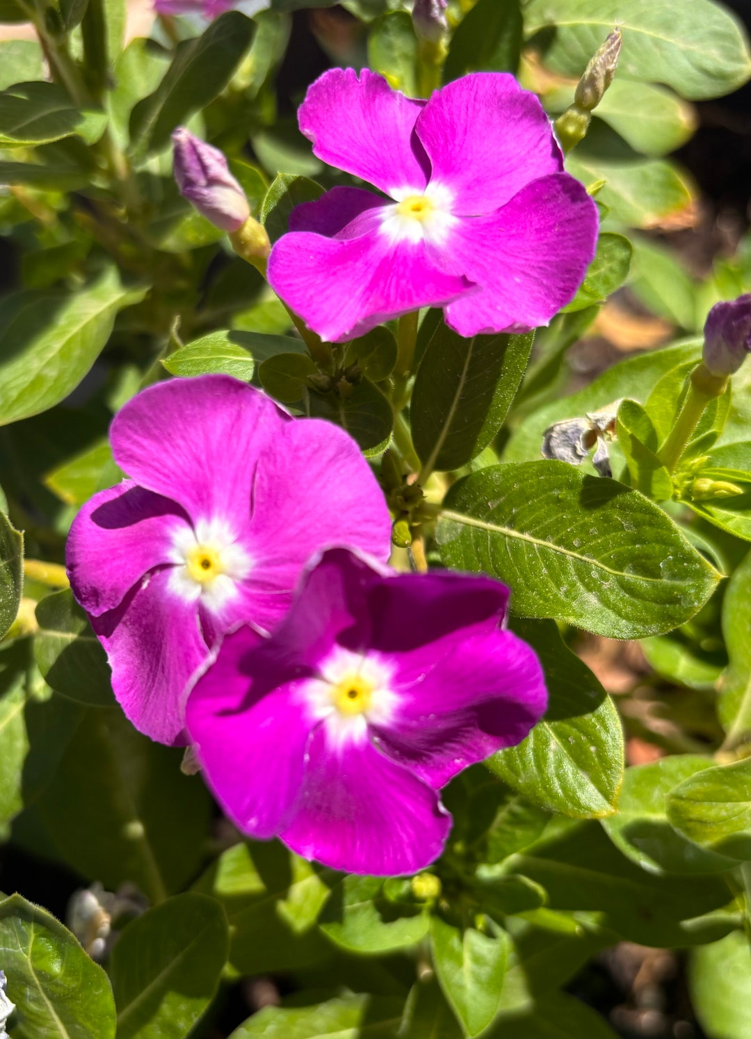 Vinca Heat Wave Raspberry Vinca Seeds, Heat Wave Raspberry With Eye Vinca Seeds (50 Seeds) - Etsy