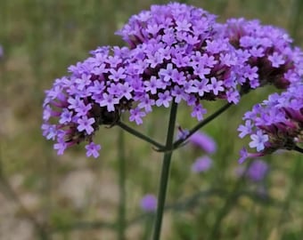 Purpletop Vervain, Verbena Bonariensis Seed Packet (100 Seeds)