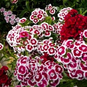 Sweet William Seeds, Dianthus Barbatus Flower Seed Packet (100 Seeds)
