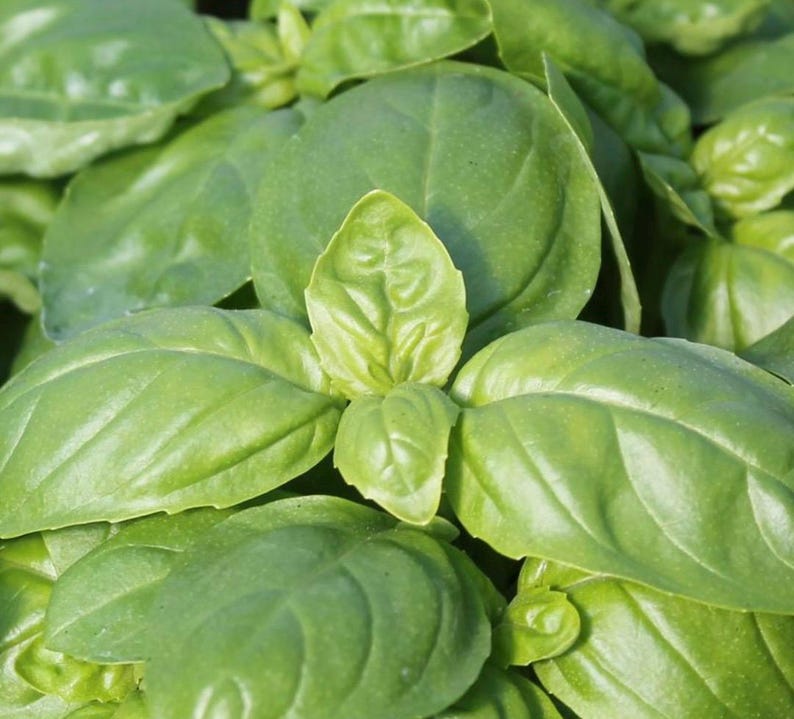 TheSeedMill Dolce Fresca Basil Seeds - Thumbnail 3