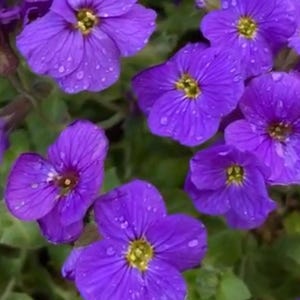 Rockcress, Purple Rockcress Seed Packet (100 Seeds)