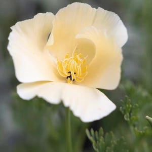 Poppy Seeds, Ivory Castle California Poppy Seed Packet,  (50 Seeds)