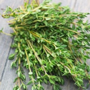 Thyme Seeds, Thyme Seed Packet, (50 Seeds)