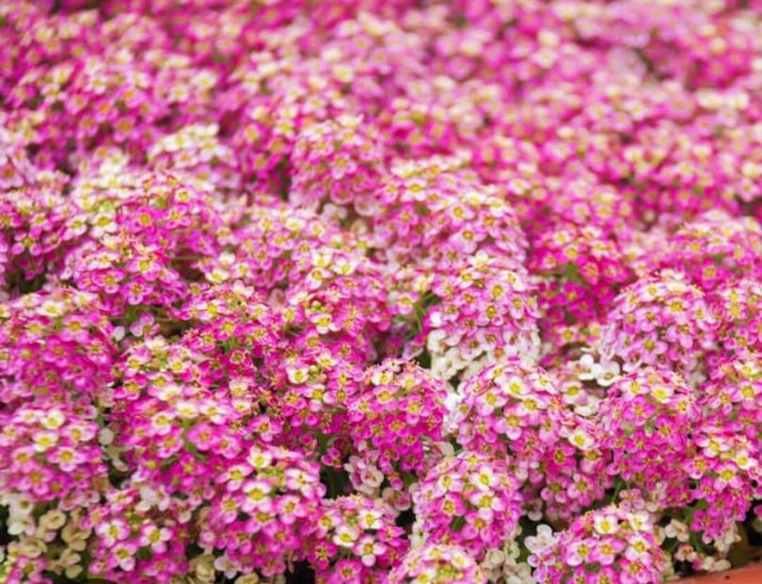 Alyssum Seeds, Dwarf Pink Sweet Alyssum Seed Packet, Lobularia Maritima ...