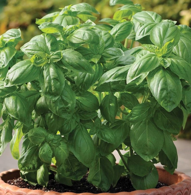 TheSeedMill Dolce Fresca Basil Seeds - Thumbnail 2