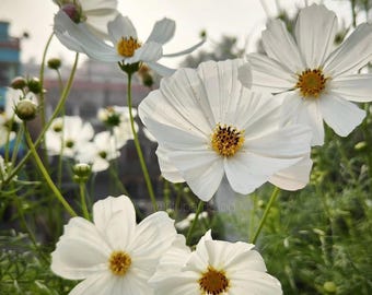 Cosmos Flower Seeds, Purity Cosmos Seeds, Seed Packet (100 Seeds)
