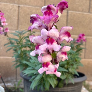 Snapdragon Seeds, Lucky Lips Snapdragon Seeds, Flower Seeds,  Seed Packet (50 Seeds)