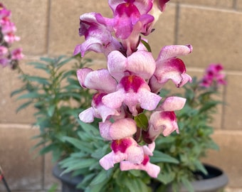 Snapdragon Seeds, Lucky Lips Snapdragon Seeds, Flower Seeds,  Seed Packet (50 Seeds)