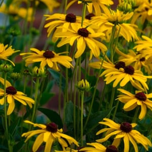 Rudbeckia Flower Seeds, Sweet Black Eyed Susan Rudbeckia Seed Packet (50 Seeds)