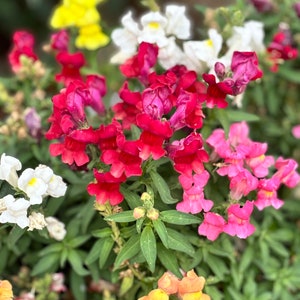 Snapdragon Seeds, Floral Showers Mix Snapdragon Seed Packet