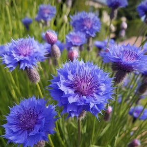 May include: A field of blue cornflowers in bloom. The flowers have a deep blue color with a purple center. The flowers are in focus, while the background is blurred.
