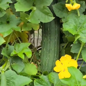 May include: A green loofah gourd, approximately 12 inches long, hangs amidst lush green leaves and vibrant yellow flowers. The gourd has a textured surface with vertical ridges. The image captures a natural, organic scene.