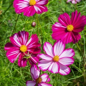 Cosmos Flower Seeds, Candy Stripe Cosmos Seeds, Seed Packet (100 Seeds)