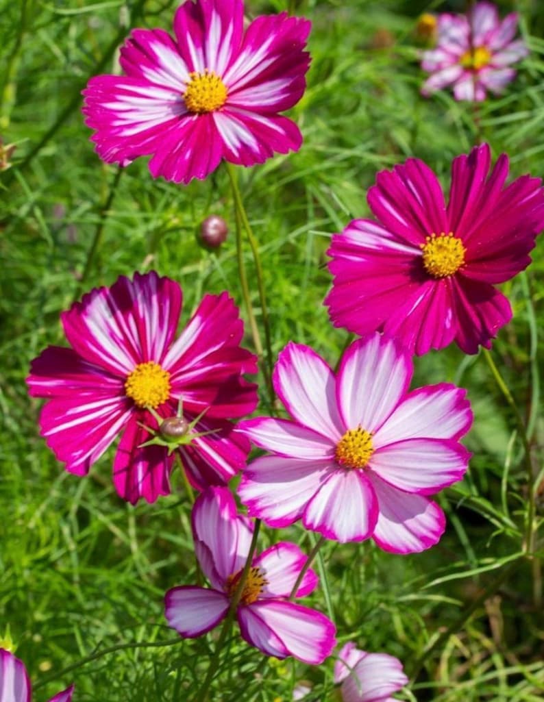 May include: Close-up of pink and white cosmos flowers with yellow centers blooming in a lush green garden.