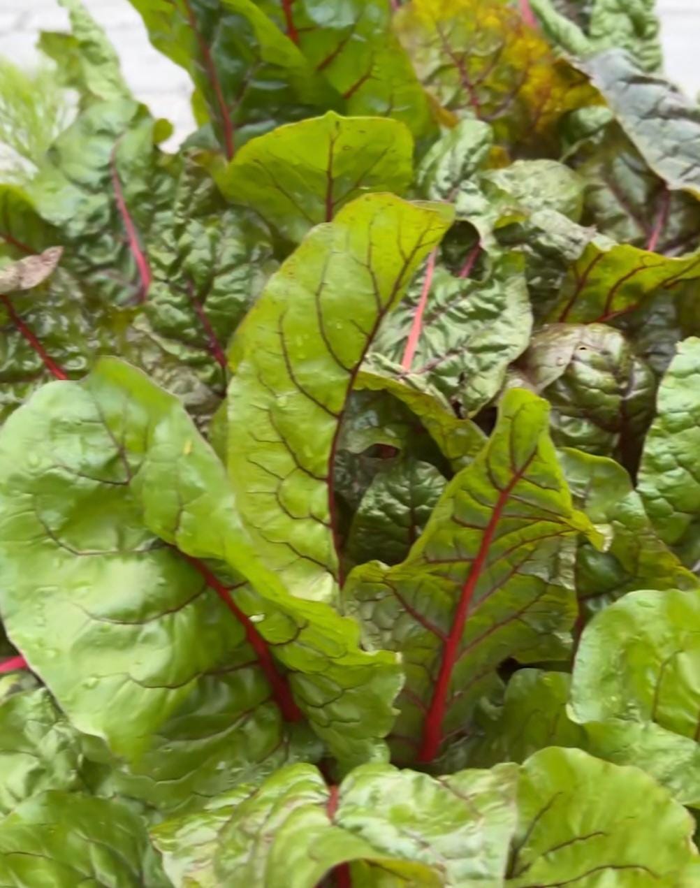 Rhubarb Seeds, Swiss Chard Rhubarb Seed Packet (50 Seeds)