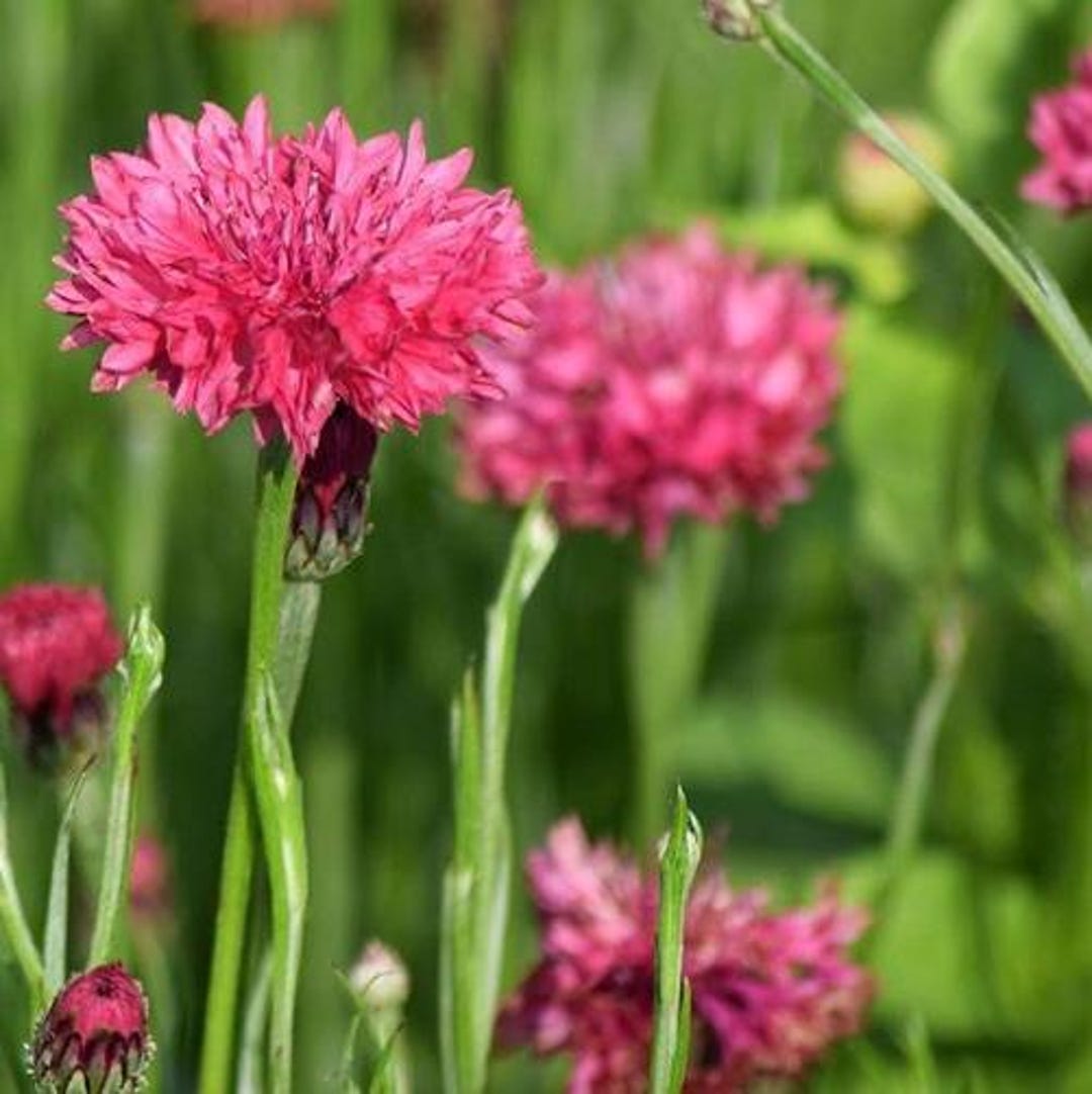 Bachelor Button Seeds, Tall Red Bachelor Button, Seed Packet (100 Seeds ...