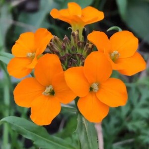 May include: Close-up of a cluster of bright orange flowers with five petals each. The flowers are in bloom and have yellow centers. The flowers are growing in a garden setting.
