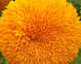 Sunflower Seeds, Dwarf Sungold Sunflower Seed Packet