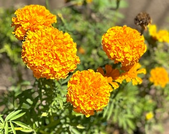 Cracker Jack Marigold Seeds, Marigold Seeds, Marigold Flowers