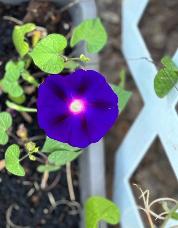 Morning Glory Seeds, Grandpa Ott Morning Glory Seed Packet (30 Seeds) - Etsy