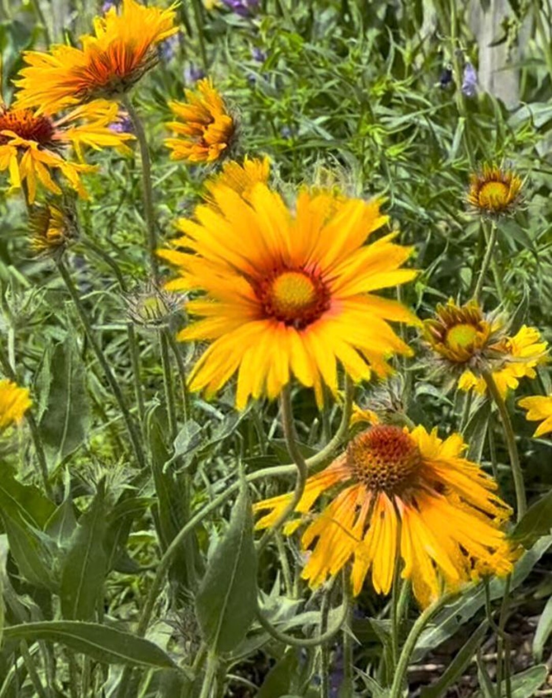 SEMI GAILLARDIA MISCUGLIO - Confezione Da 50 Semi, Fiori Colorati Da Giardino - Foto 6