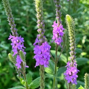 May include: A close-up of purple flowers blooming on tall green stems. The flowers are clustered together in groups of several blooms each.