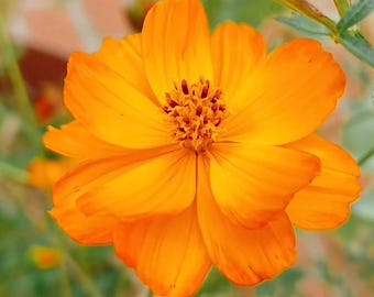 Cosmos Flower Seeds, Dwarf Orange Sulphur Cosmos Seed Packet (100 Seeds)