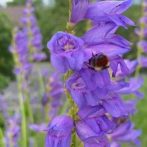 Penstemon Seeds, Rocky Mountain Penstemon Seed Packet (100 Seeds)