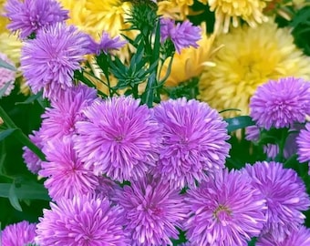 May include: A bouquet of purple and yellow flowers. The purple flowers are in the foreground and the yellow flowers are in the background.
