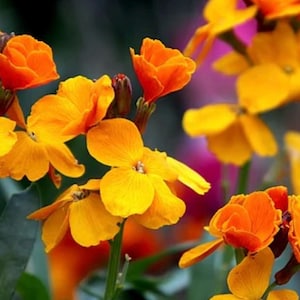 May include: A close-up of a cluster of bright orange flowers with yellow centers. The flowers are in bloom and have a delicate, ruffled appearance. The background is blurred and out of focus.