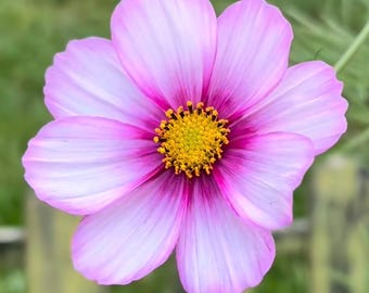 Cosmos Flower Seeds, Daydream Cosmo Seed Packet (50 Seeds)