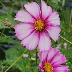 Cosmos Flower Seeds, Candy Stripe Cosmos Seeds, Seed Packet (100 Seeds) image 2