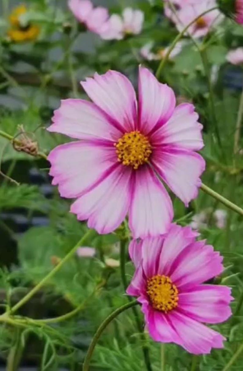 Cosmos Flower Seeds, Candy Stripe Cosmos Seeds, Seed Packet (100 Seeds) image 2
