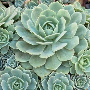 Hens and Chicks Succulent Mix Seeds, Sempervivum Seeds (30 Seeds)