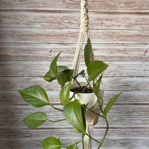 May include: A white macrame plant hanger with a wooden dowel at the top, holding a potted plant with green leaves.