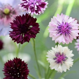 May include: A bouquet of purple, white, and burgundy cornflowers. The flowers have a delicate, ruffled appearance.