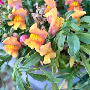 Floral Showers Apricot Dwarf Snapdragon Seeds