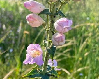 Penstemon Seeds, Palmer's Penstemon Seed Packet (100 Seeds)