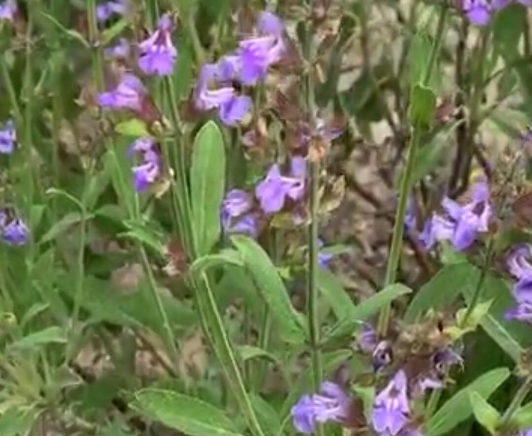 Sage, Broadleaf Sage Seed Packet (25 Seeds) - Etsy