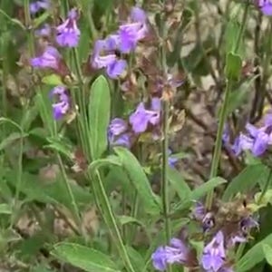 Sage, Broadleaf Sage Seed Packet (100 Seeds)