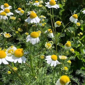 Herb Seeds, Chamomile Seeds, Common German Chamomile Seed Packet, (100 Seeds)