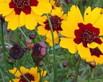 May include: A close-up of yellow and red wildflowers with brown seed pods. The flowers have a dark red center and yellow petals.