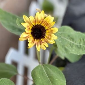 Sunflower Seeds, Cherry Rose Sunflower Seed Packet (30 Seeds)