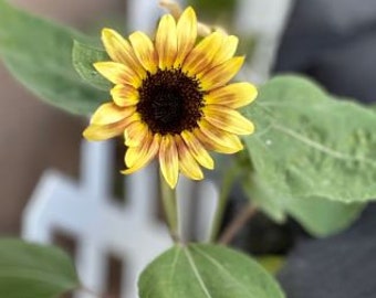 Sunflower Seeds, Cherry Rose Sunflower Seed Packet (30 Seeds)