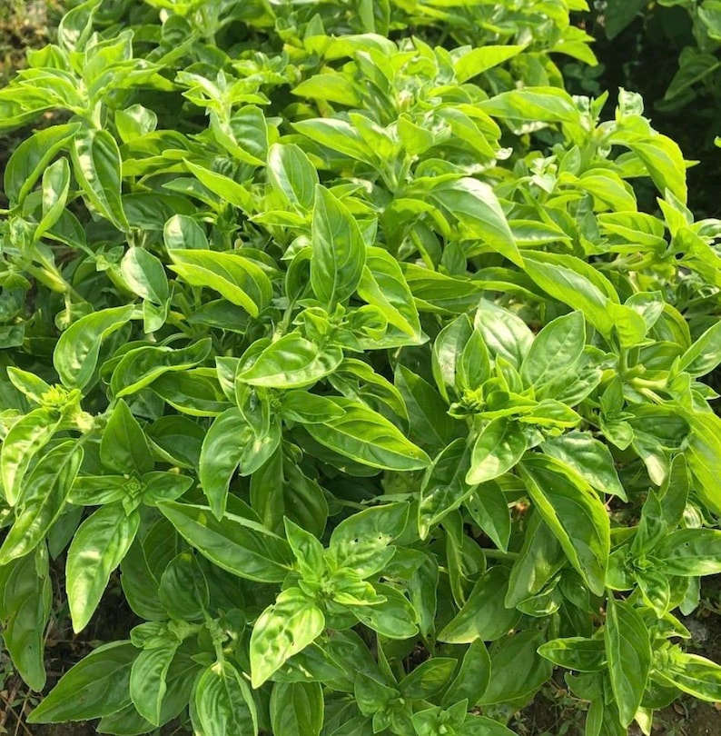 TheSeedMill Dolce Fresca Basil Seeds